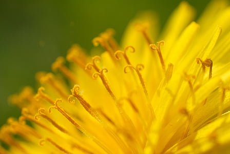 close up photography of yellow dandelion flower thumbnail