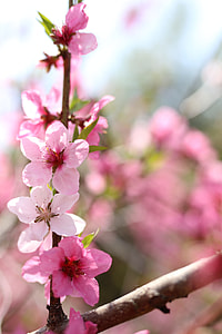 Peach Blossom, Spring Flowers thumbnail