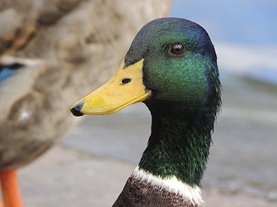 green and brown mallard duck thumbnail