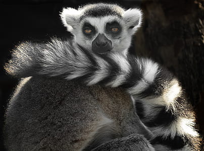 gray and black meerkat thumbnail