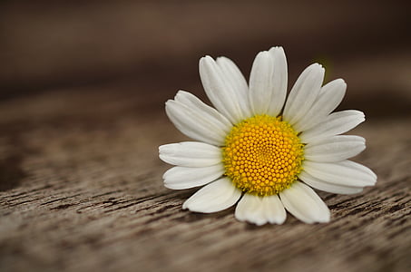 selective focus photography of white petaled flower on brown wooden surface thumbnail