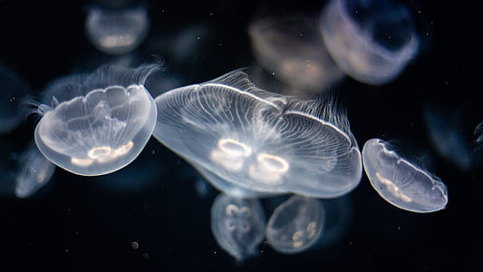 selective focus photography of three white jellyfishes thumbnail