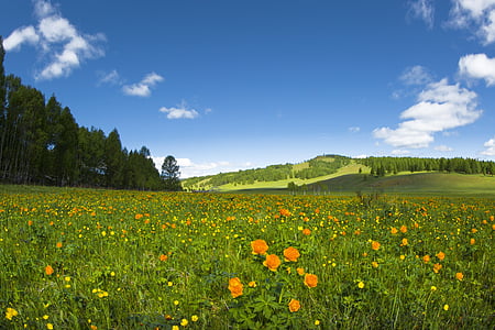 photography of yellow flowers thumbnail