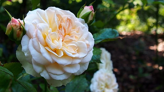 shallow focus photography of white flower thumbnail