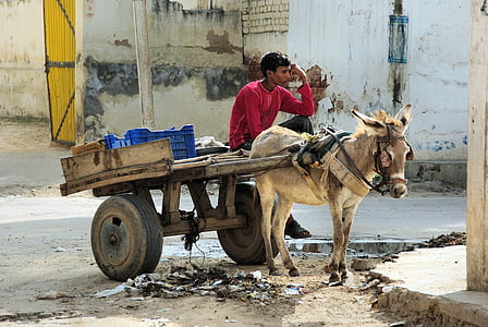 man riding on carriage in front of brown horse thumbnail