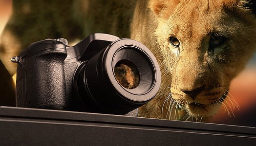 selective focus photography of bridge camera and lioness thumbnail