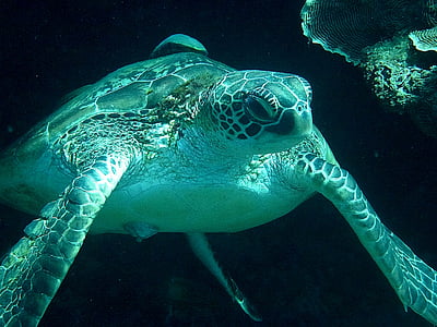 underwater photography of gray sea turtle thumbnail