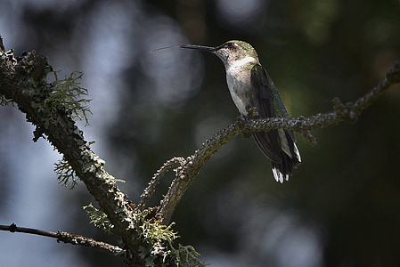 selective focus photography of gray hummingbird perching on tree thumbnail