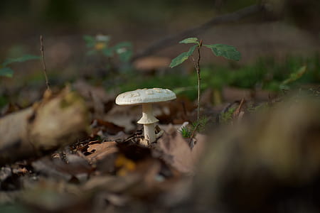 selective focus photography of white mushroom thumbnail