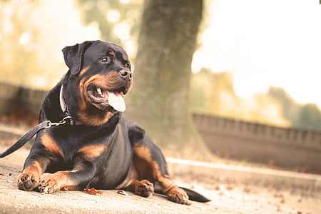adult Rottweiler resting on concrete pathway thumbnail