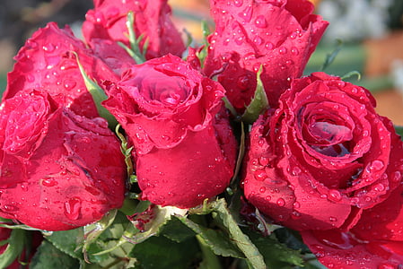 pink roses close-up photography thumbnail
