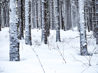 tree coated with snow thumbnail