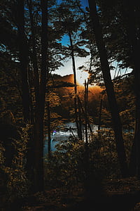 bare trees near body of water during daytime thumbnail