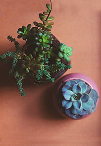 two succulent plants on brown surface thumbnail
