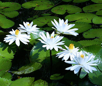 selective focus photography of white water lilies thumbnail