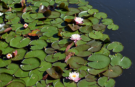 green lily pads on water thumbnail