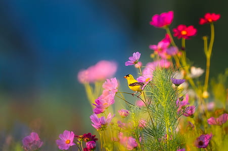 shadow depth of field photography of yellow bird on pink petaled flower thumbnail