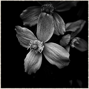 grayscale photo of 4-petaled flower thumbnail
