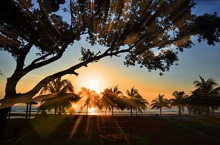 silhouette of palm trees on seashore during golden hour thumbnail