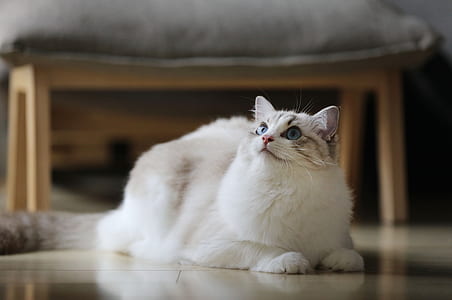 long-furred white and gray cat lying down looking upward thumbnail