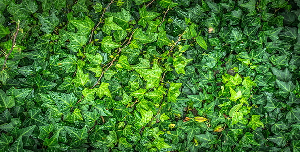 closeup photo of green leaf vines thumbnail