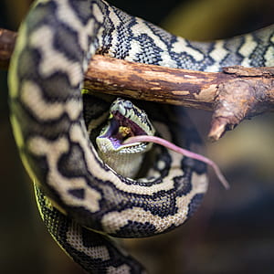 gray and black snake on tree branch thumbnail