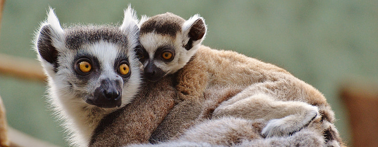 two meerkats thumbnail