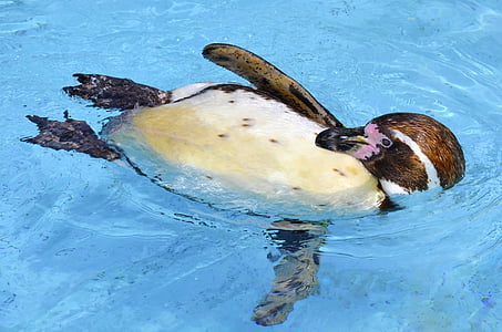 white and brown penguin on body of water thumbnail