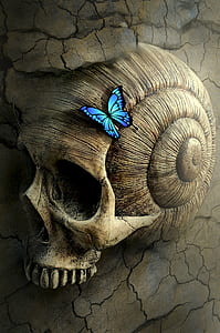 Ulysses butterfly on human seashell skull digital wallpaper thumbnail