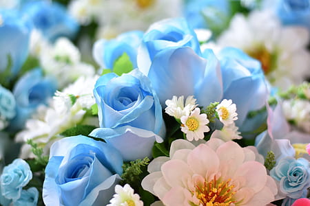 shallow focus photography of blue and white rose thumbnail