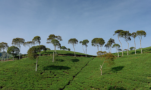 green trees on green grass field thumbnail