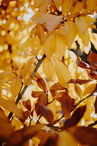 Yellow leaves of magnolia in autumn thumbnail