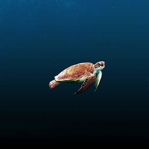 brown and green tortoise in ocean thumbnail