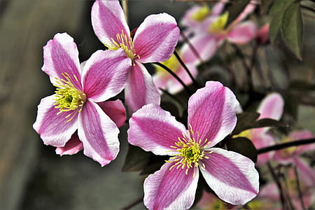 pink-and-yellow flowers thumbnail