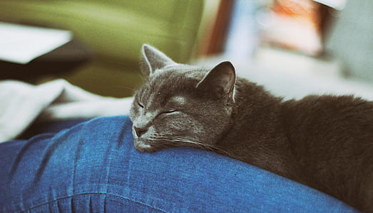 sleeping gray cat on blue jeans thumbnail