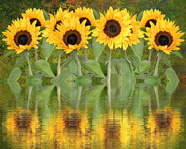 yellow-and-brown sunflowers beside calm body of water thumbnail