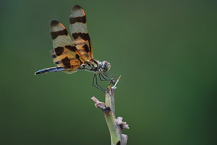 brown and grey dragonfly thumbnail