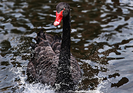 black duck in body part of water thumbnail