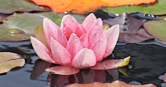 pink water lily flower on body of water thumbnail