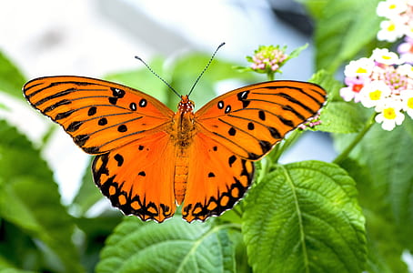 gulf fritillary butterfly perched on green leaf plant in closeup photography thumbnail