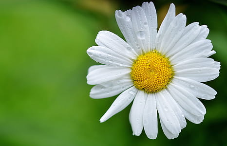 white floewr thumbnail