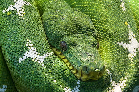 closeup photo of green and white snake thumbnail