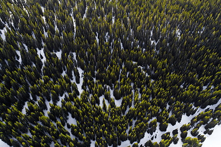 bird's eye view of forest thumbnail