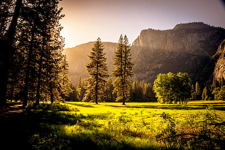 Green Grass Field and Green Tress during Day Time thumbnail