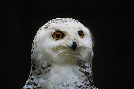 shallow focus of owl thumbnail