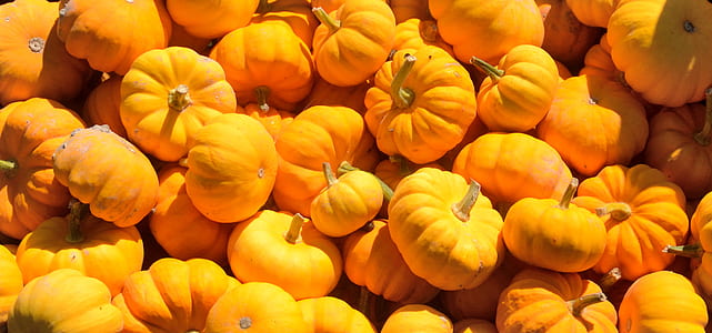 orange pumpkins closeup photo thumbnail