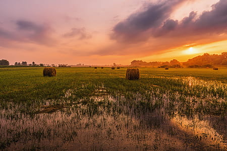 Green Grass Field thumbnail