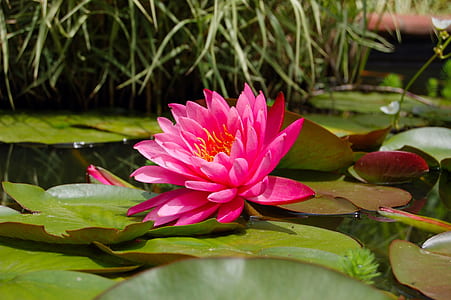 selective focus photo of pink waterlily flower thumbnail