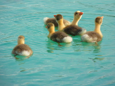 ducklings swimming on water thumbnail