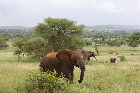 elephant in the middle of green grass field thumbnail
